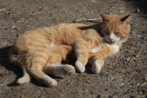 Katze-macht-Urlaub